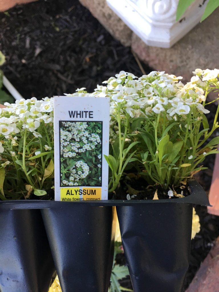 May Flowers Creating a Mary Garden